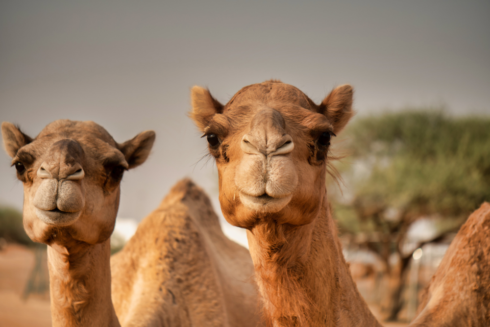 Camel Racing: A Spectator Sport Like No Other for the Intrepid Private Jet Traveller